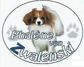 Phalène Zwinger von Zwalenski